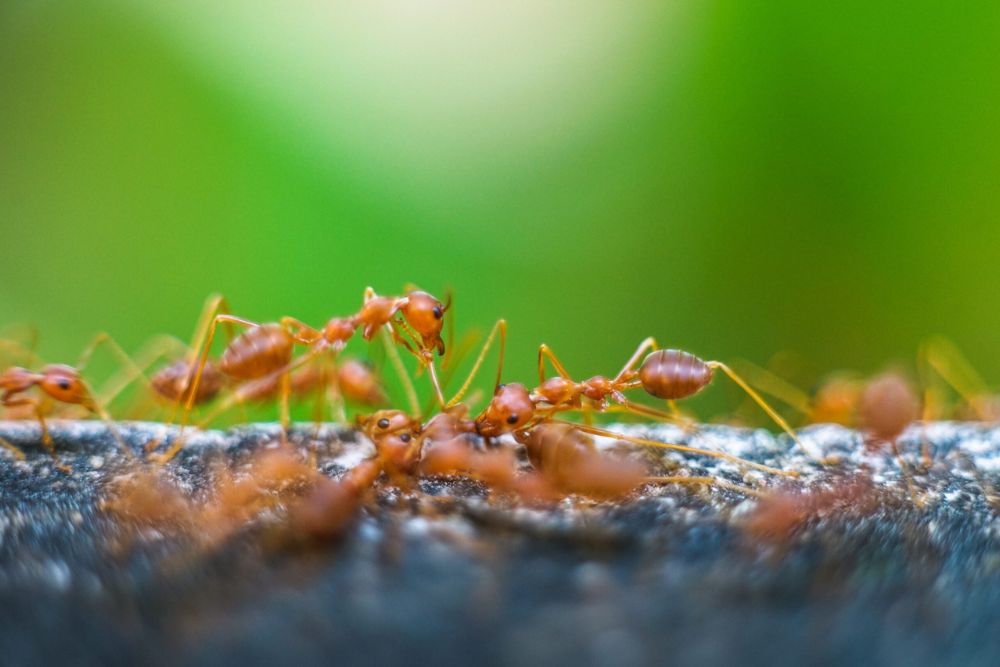 Ants gathered on a rock, actively feeding, representing the demand for ant control solutions in Washington, DC.
