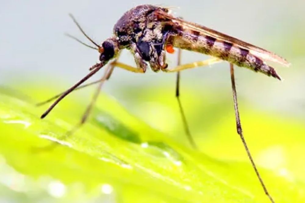 A mosquito perched on a leaf, showcasing its long legs, relevant to mosquito control efforts in Washington, DC.