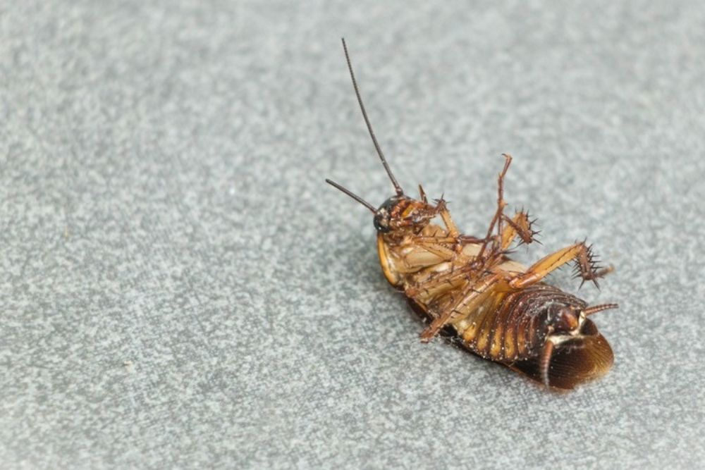 A deceased cockroach on the floor, highlighting the impact of roach control services in Washington, DC.