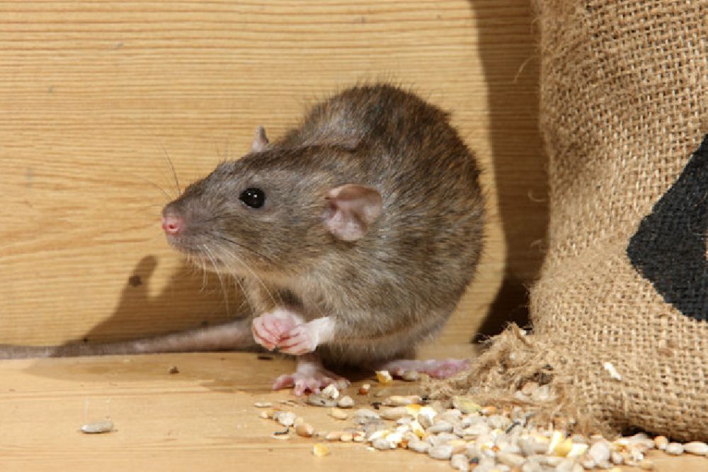 A rat is positioned on the ground next to a bag of seeds, representing a rodent control challenge in Washington, DC.
