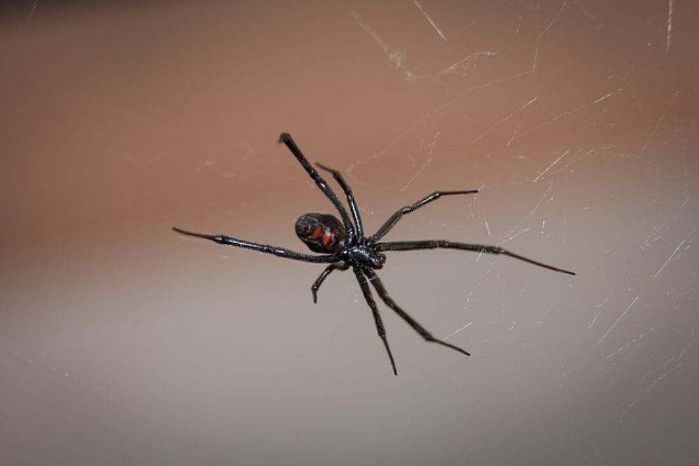 A black widow spider is displayed on its web, illustrating the necessity for spider control services in Washington, DC.