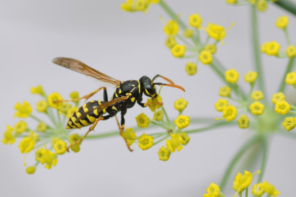 A wasp on a yellow flower, representing the significance of stinging control services available in Washington, DC.