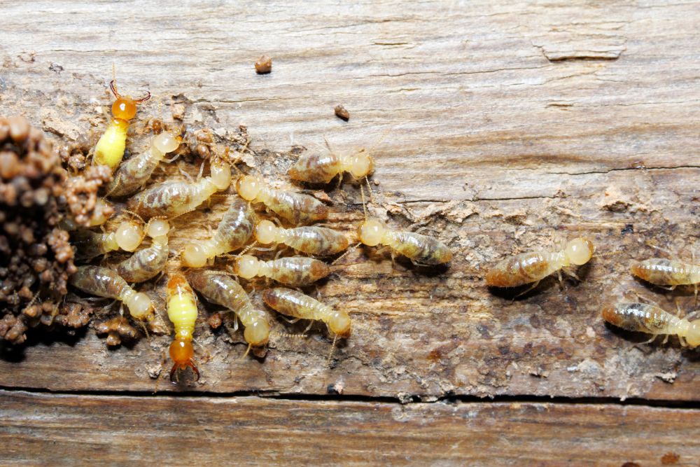 Infestation of termites on wooden surface, illustrating the necessity for termite control services in Washington, DC.