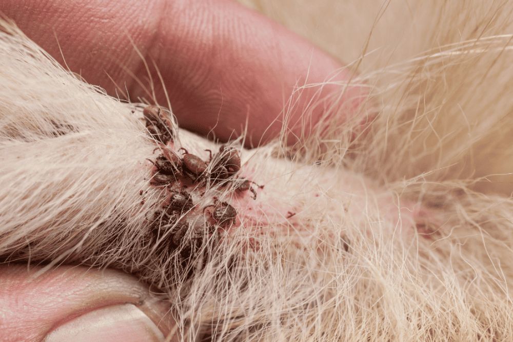 A person scratches a dog's paw, emphasizing the importance of tick and flea control services in Washington, DC.